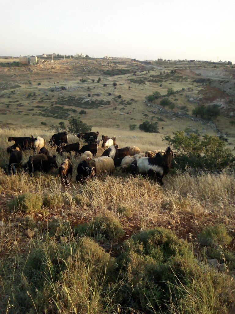שטחי המרעה של הגבעה